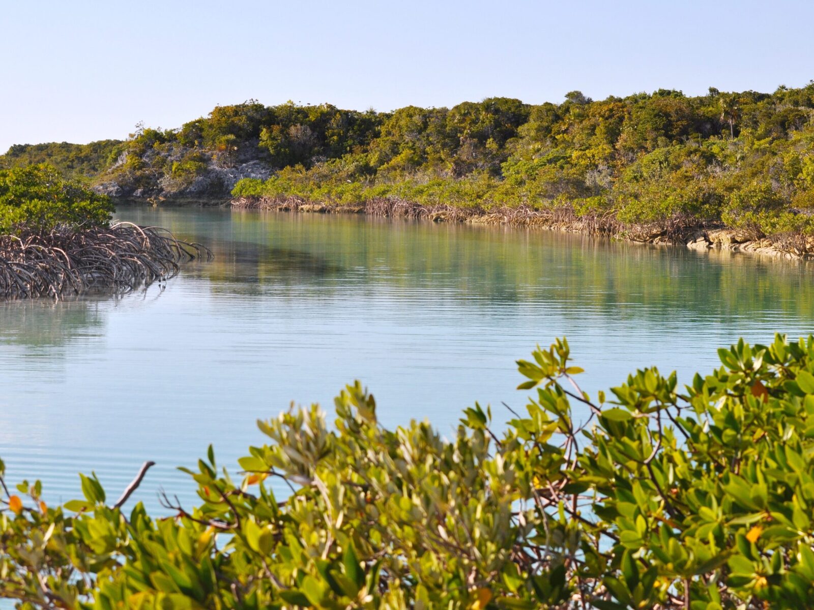Beautiful,Turquoise,Mangrove,River,Bordered,With,Red,Mangrove,Trees,On