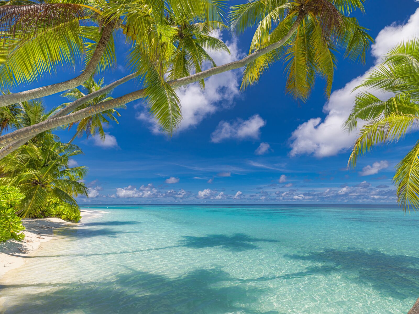 Summer,Beach,Landscape.,Tropical,Island,Paradise.,Exotic,Coast,,Palm,Trees,