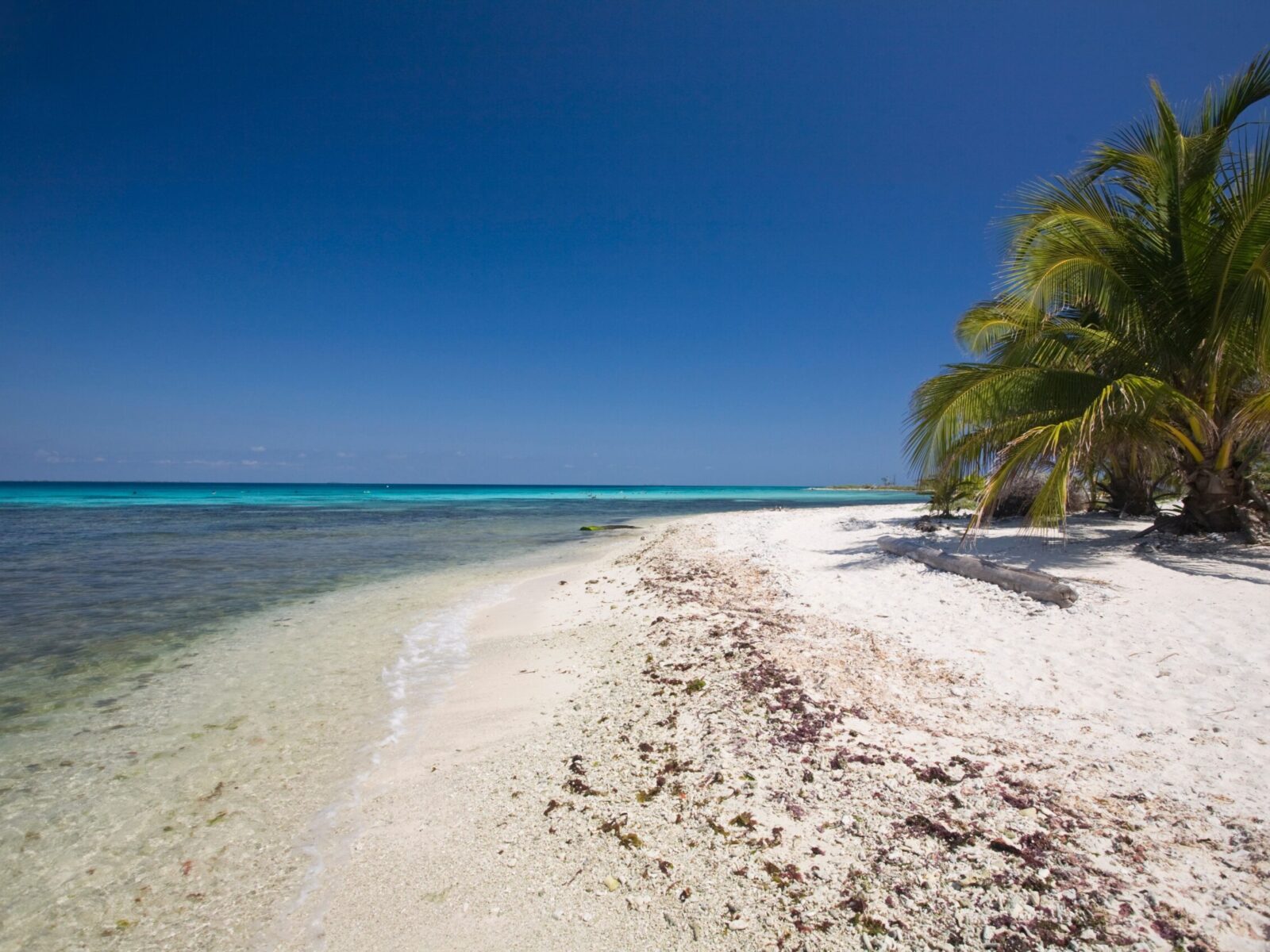 Laughing,Bird,Caye,National,Park,,Unesco,World,Heritage,Site,,Belize,