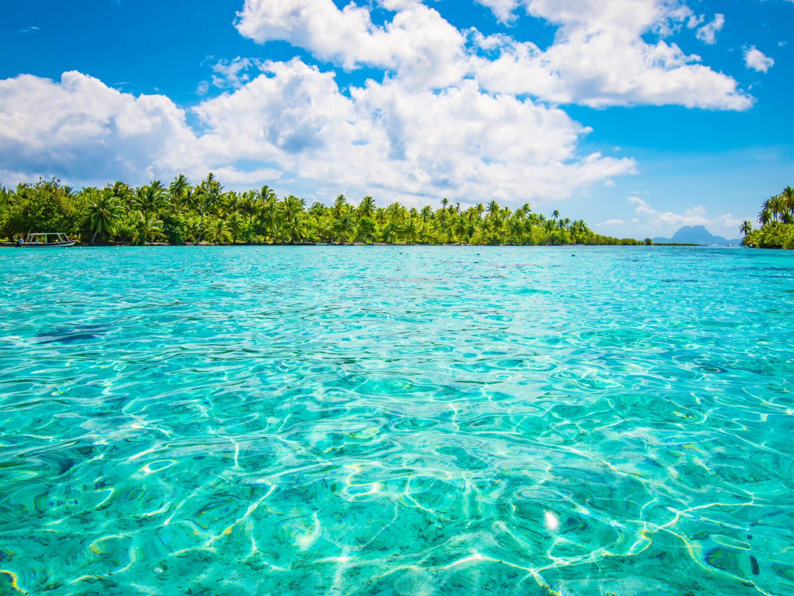 Tropical,Paradise,Seascape,With,Palm,Tree,Island.,Tahaa,,French,Polynesia.