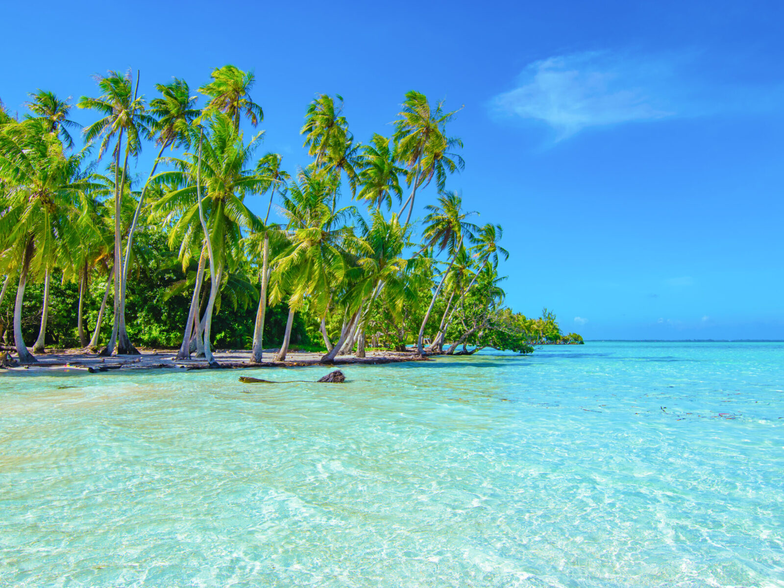 Palm,Trees,On,The,Beach,Of,Tahaa,,Raiatea,,French,Polynesia.