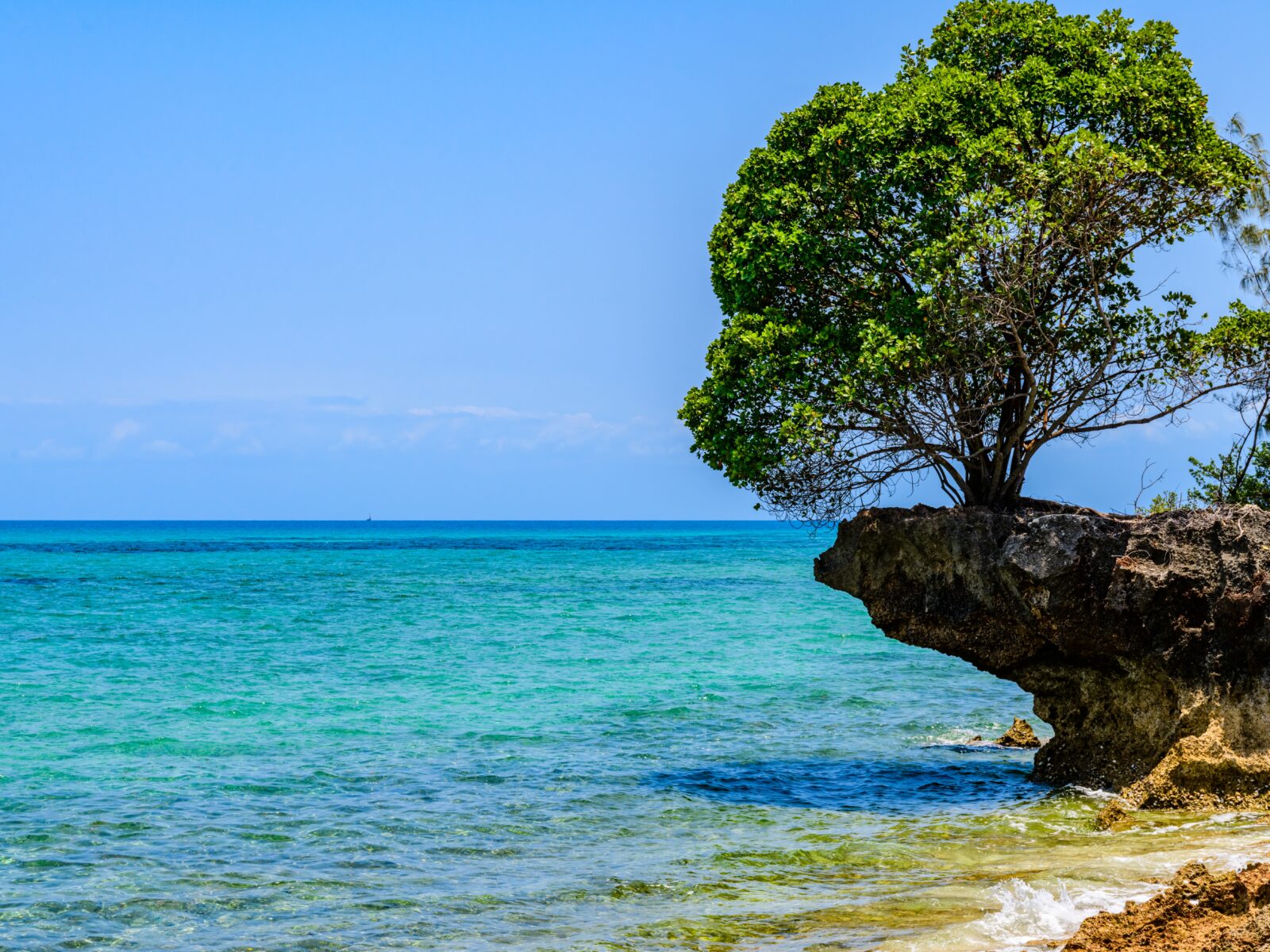 Tree,Growing,On,Rock,At,Prison,Island.,Zanzibar,,Tanzania