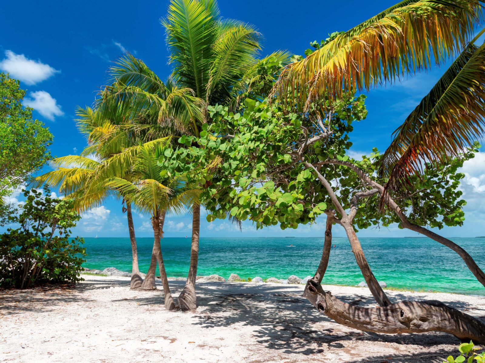 Palm,Trees,And,Turquoise,Sea,In,A,Tropical,Beach,In