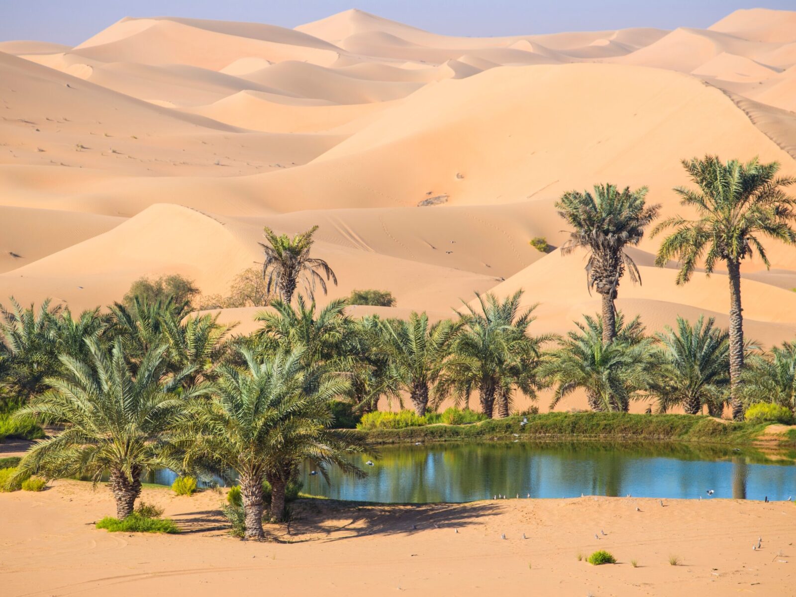 Remah,Desert,,Al,Ain,,Abu,Dhabi,,United,Arab,Emirates,,Middle